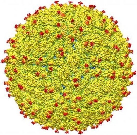 Researchers reveal first 3D map of Zika virus structure Researchers reveal first 3D map of Zika virus structure
