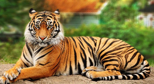 Global Tiger population increased for the first time in 100 years by 22%: WWF & GTF Global Tiger population increased for the first time in 100 years by 22%: WWF & GTF