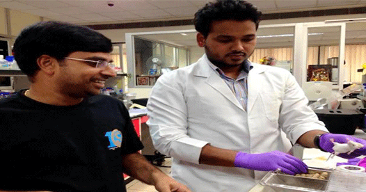 Endosulfan causes DNA damage in animals: Study