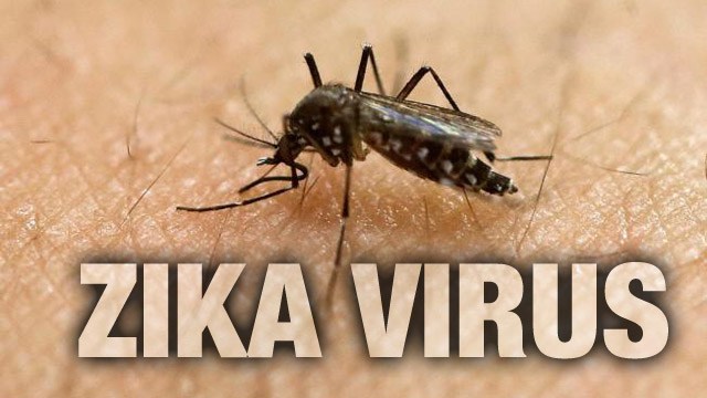 Zika Virus may damage brain cells in adults, not just newborns: Study