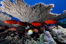 US to create world’s largest protected marine area off Hawaii