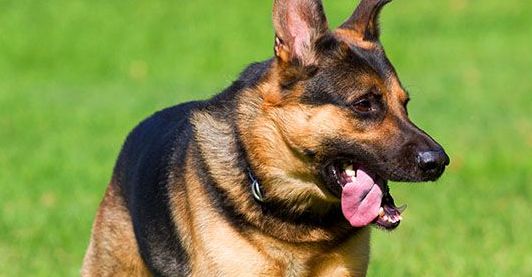 Union Government issues Notification of Prevention of Cruelty to Animals (Pet Shop) Rules, 2016