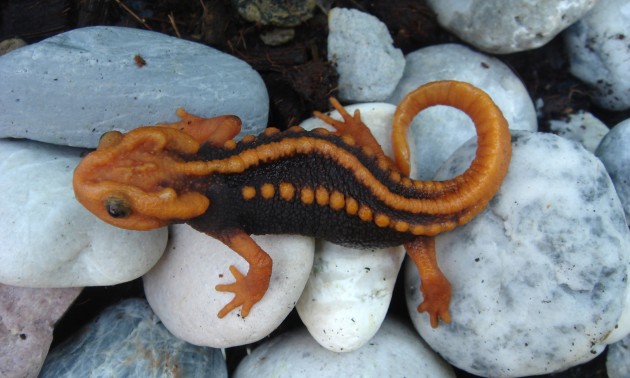 Scientists discover 163 new species in ecologically diverse Greater Mekong region