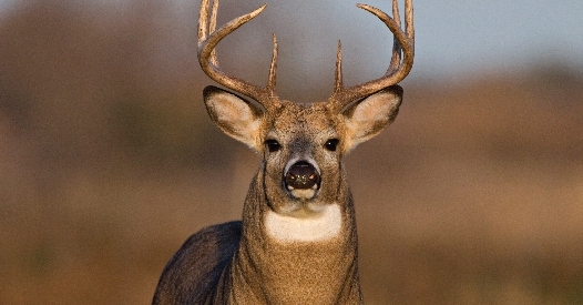 Kerala to seek Union government’s approval for using deer antlers in Ayurveda medicines