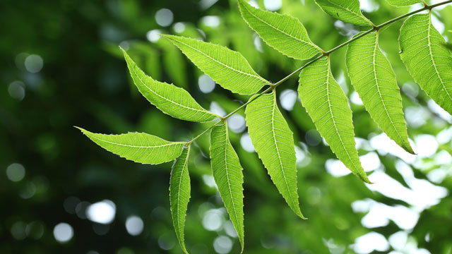 Neem extract may help treat Pancreatic Cancer: Study