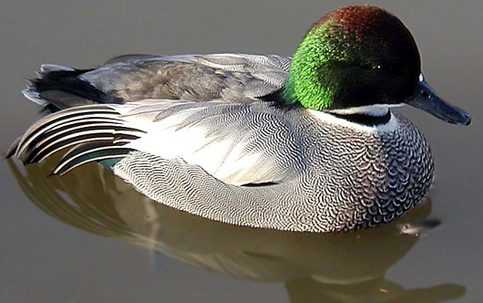 Rare Falcated Duck sighted in Goa