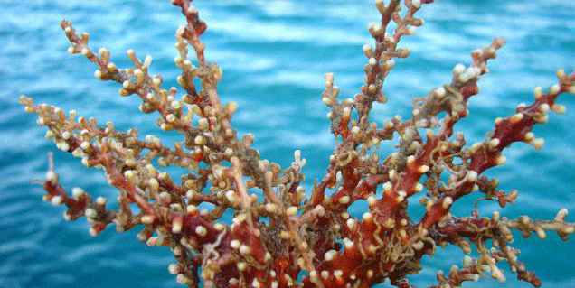 Invasive species of snowflake coral discovered off coast of Thiruvananthapuram Invasive species of snowflake coral discovered off coast of Thiruvananthapuram