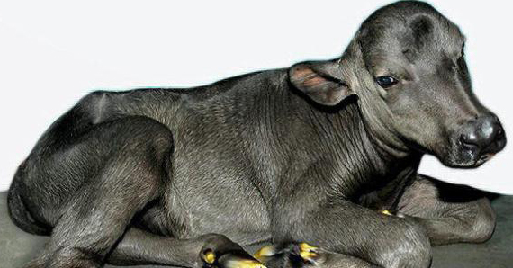 CIRB Hisar becomes second institute to clone buffalo in India