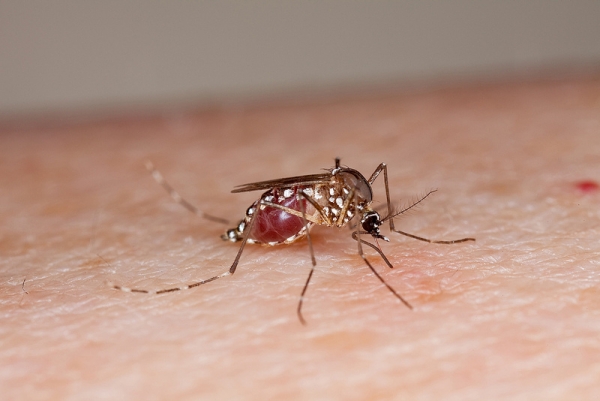 Union Government forms technical group to monitor Zika virus situation