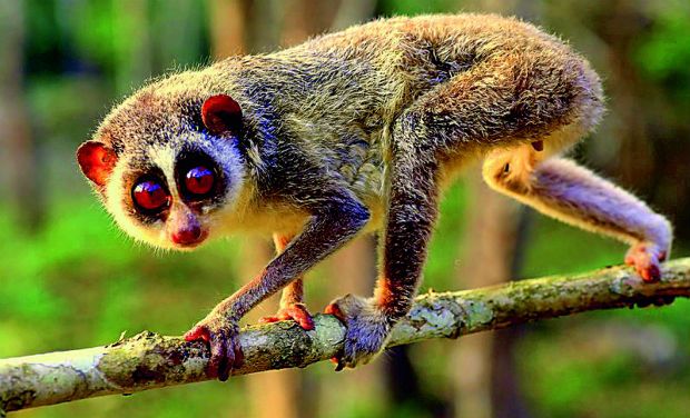 Agasthyamala among 20 UNESCO world biosphere reserves Agasthyamala among 20 UNESCO world biosphere reserves