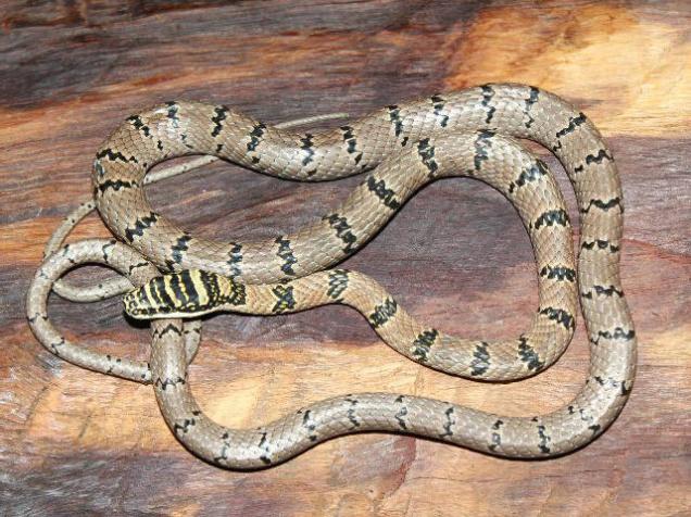 Flying snake spotted in Tamil Nadu