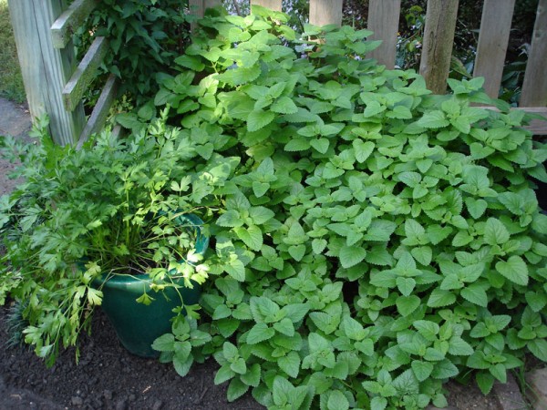 Mint plant can help fight cancer: CIMAP Researchers