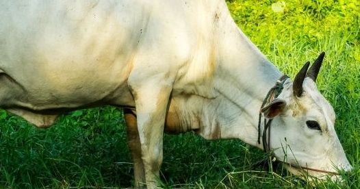 Government launches e-Pashuhaat portal to connect farmers and breeders of bovine animals