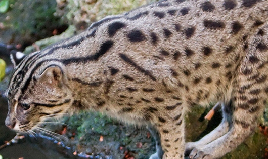 Fishing cat sighted in Andhra Pradesh