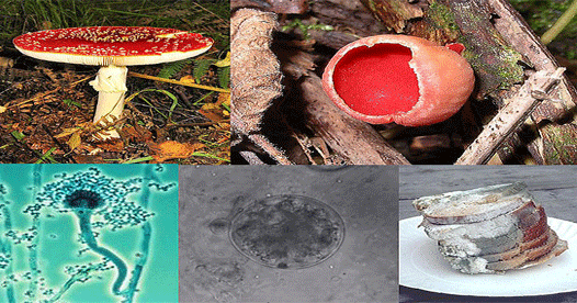 Scientists identify fungus that eats plastic
