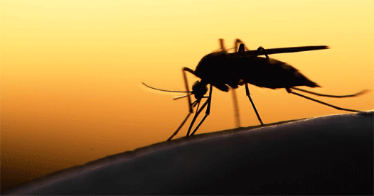 First malaria vaccine to be tested in Kenya, Ghana and Malawi in 2018