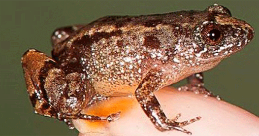 Scientists discover four new miniature frog species in Western Ghats Scientists discover four new miniature frog species in Western Ghats