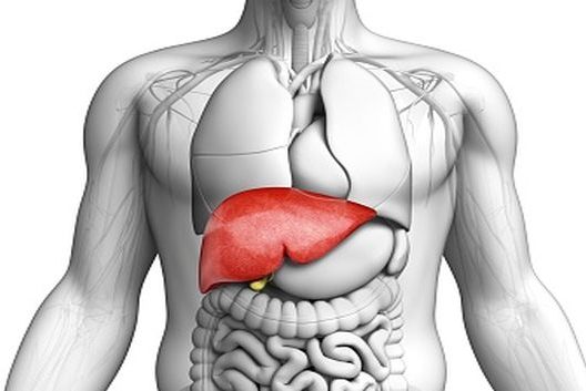 Scientists discover mesentery, a new human organ in digestive system Scientists discover mesentery, a new human organ in digestive system