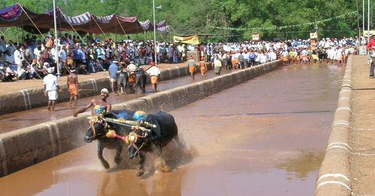 Law Ministry clears Kambala Bill