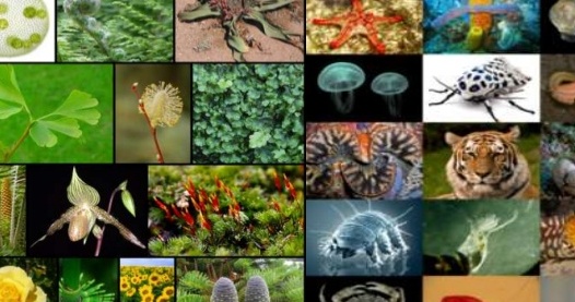 India’s biodiversity rich increases by 499 species
